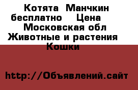 Котята -Манчкин бесплатно. › Цена ­ 1 - Московская обл. Животные и растения » Кошки   